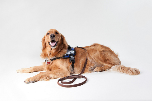 service dog, longshore act, defense base act, Strongpoint Law